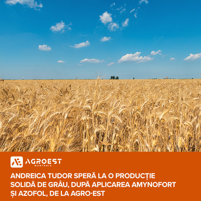 Grâul lui Gelu Ivănuș a scăpat de stres cu ajutorul Amynofort și Nutrino Pro, de la Agro-Est