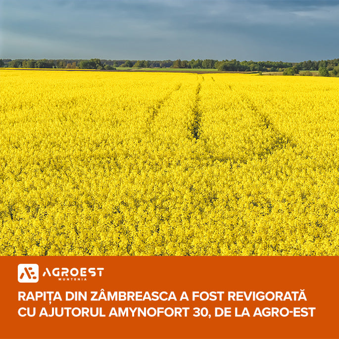 Rapița din Zâmbreasca a fost revigorată cu ajutorul Amynofort 30, de la Agro-Est