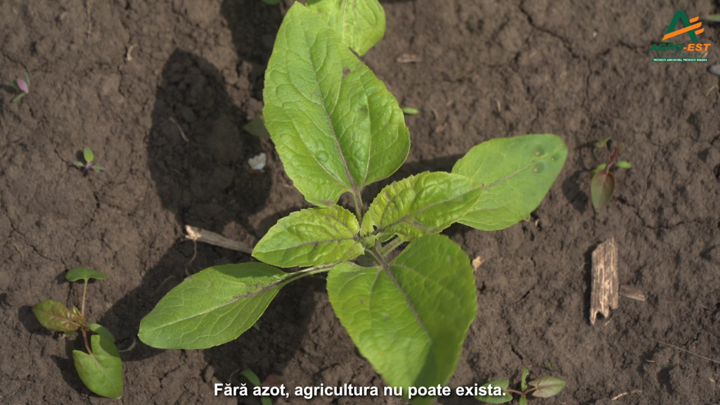 Azot în formă lichidă. Azofol, produsul câștigător pentru plante– AGRO ...