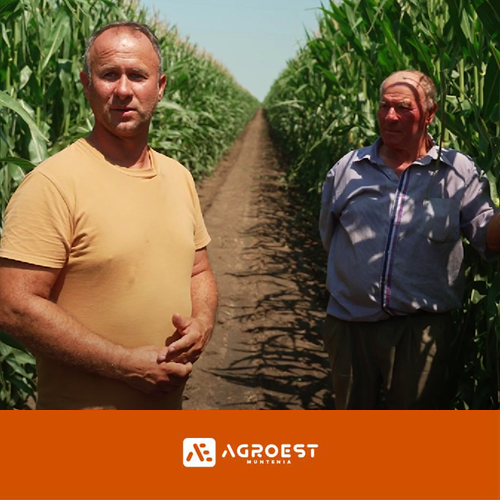 Fermierul Petre Mihăiță preconizează o recoltă de porumb de 17 tone/ha cu ajutorul produselor Agroest Muntenia
